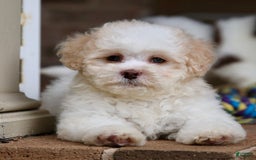 Shihpoo dogs for sale: Lola - Image 2