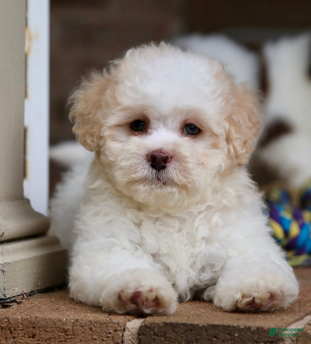 Shihpoo dogs for sale: Lola - Image 2