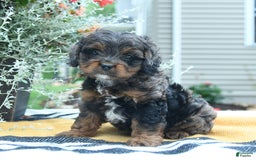 Cockapoo dogs for sale: Kiara - Image 5
