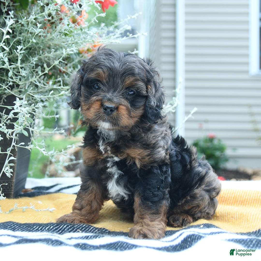 Cockapoo dogs for sale: Kiara - Image 5