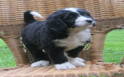 Mini Bernedoodle dogs for sale: Sally - Image 8