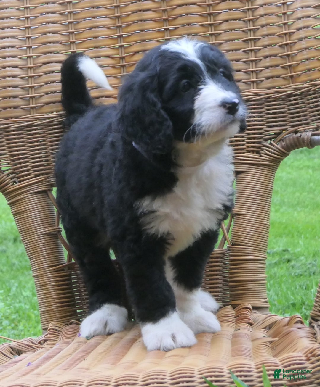 Mini Bernedoodle dogs for sale: Sally - Image 8