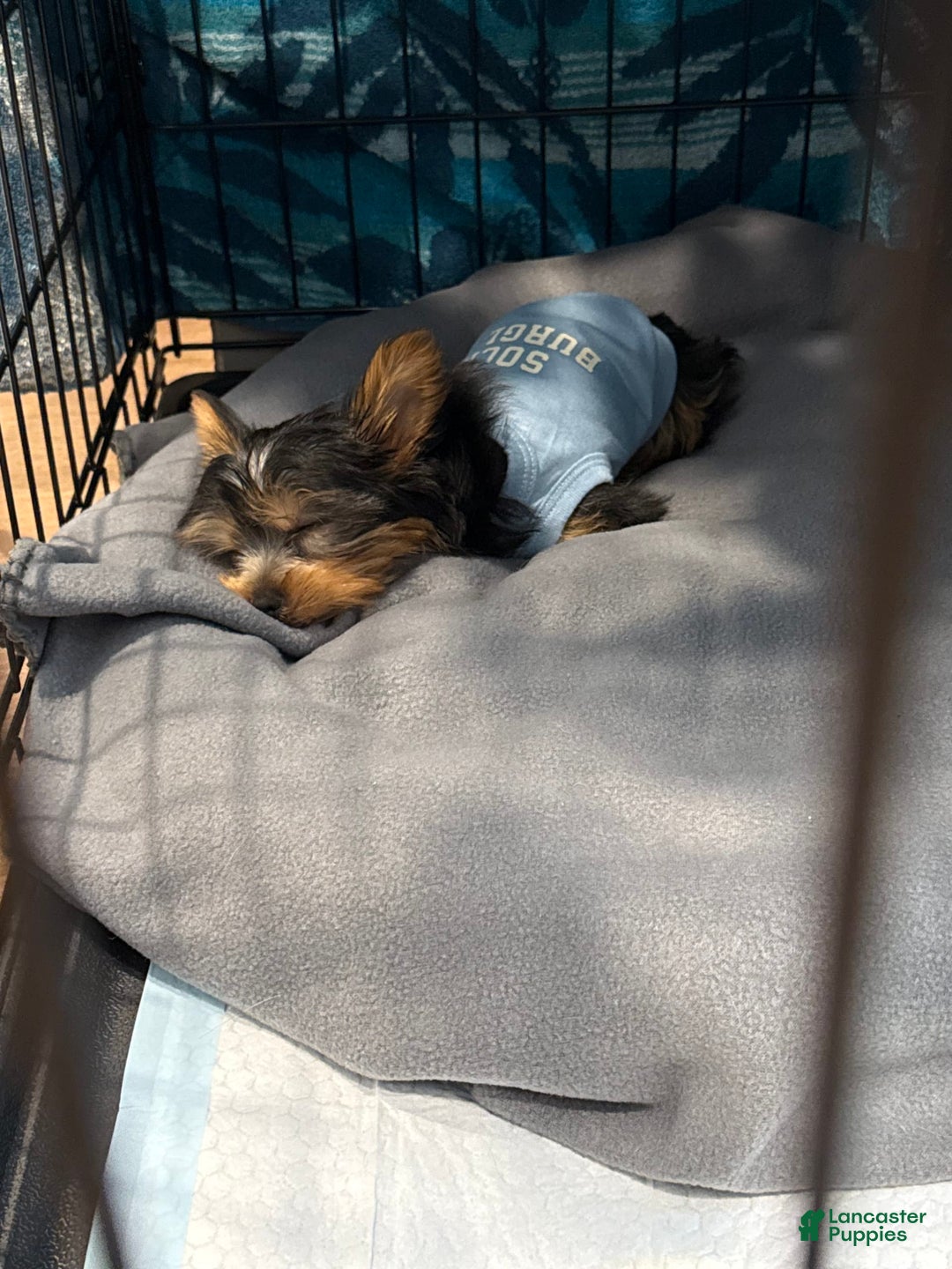 Yorkshire Terrier dogs for sale: Lexi - Image 2