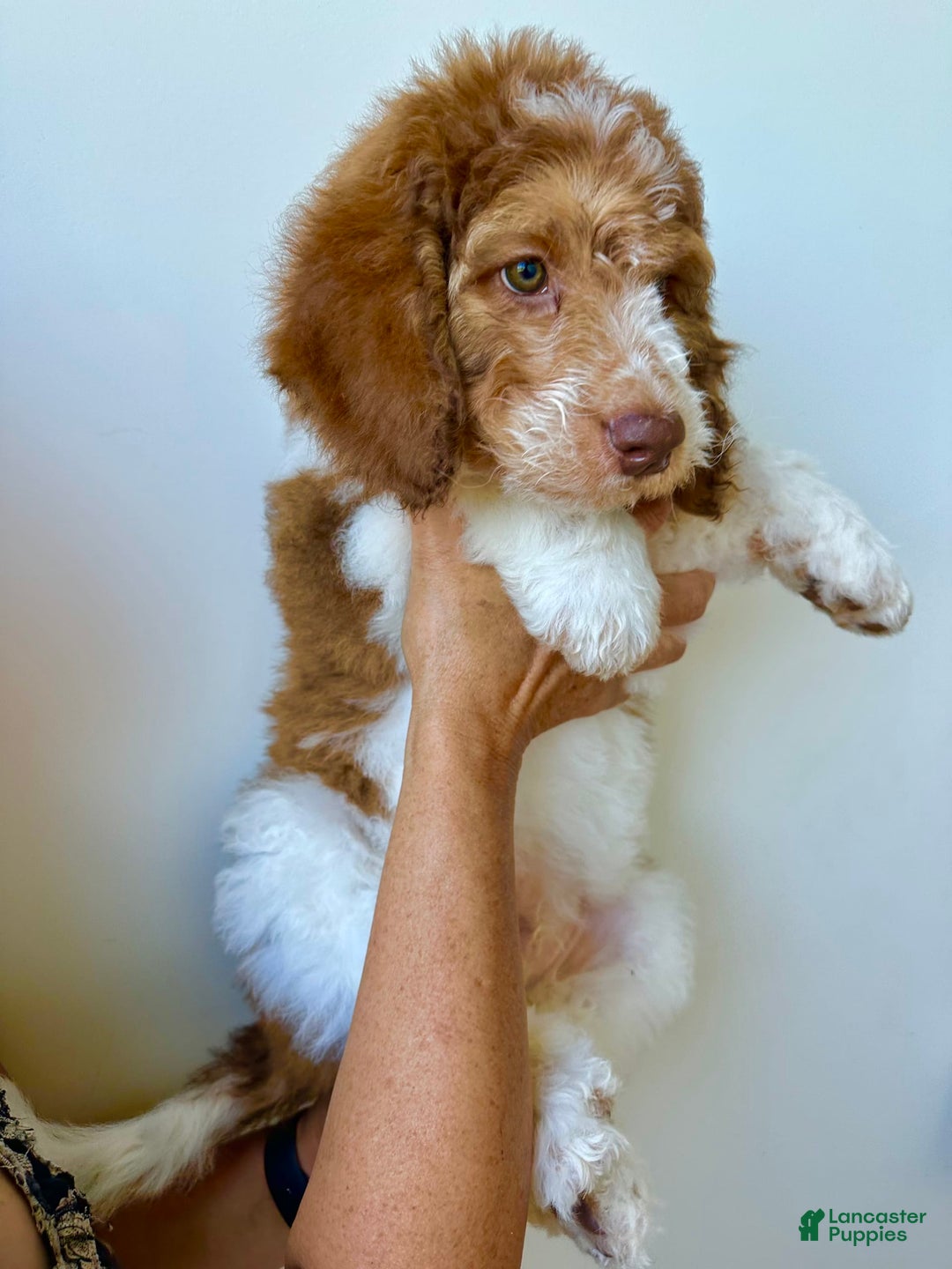 Bernedoodle dogs for sale: Ryder - Image 2
