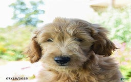 Goldendoodle dogs for sale: Patty - Image 3
