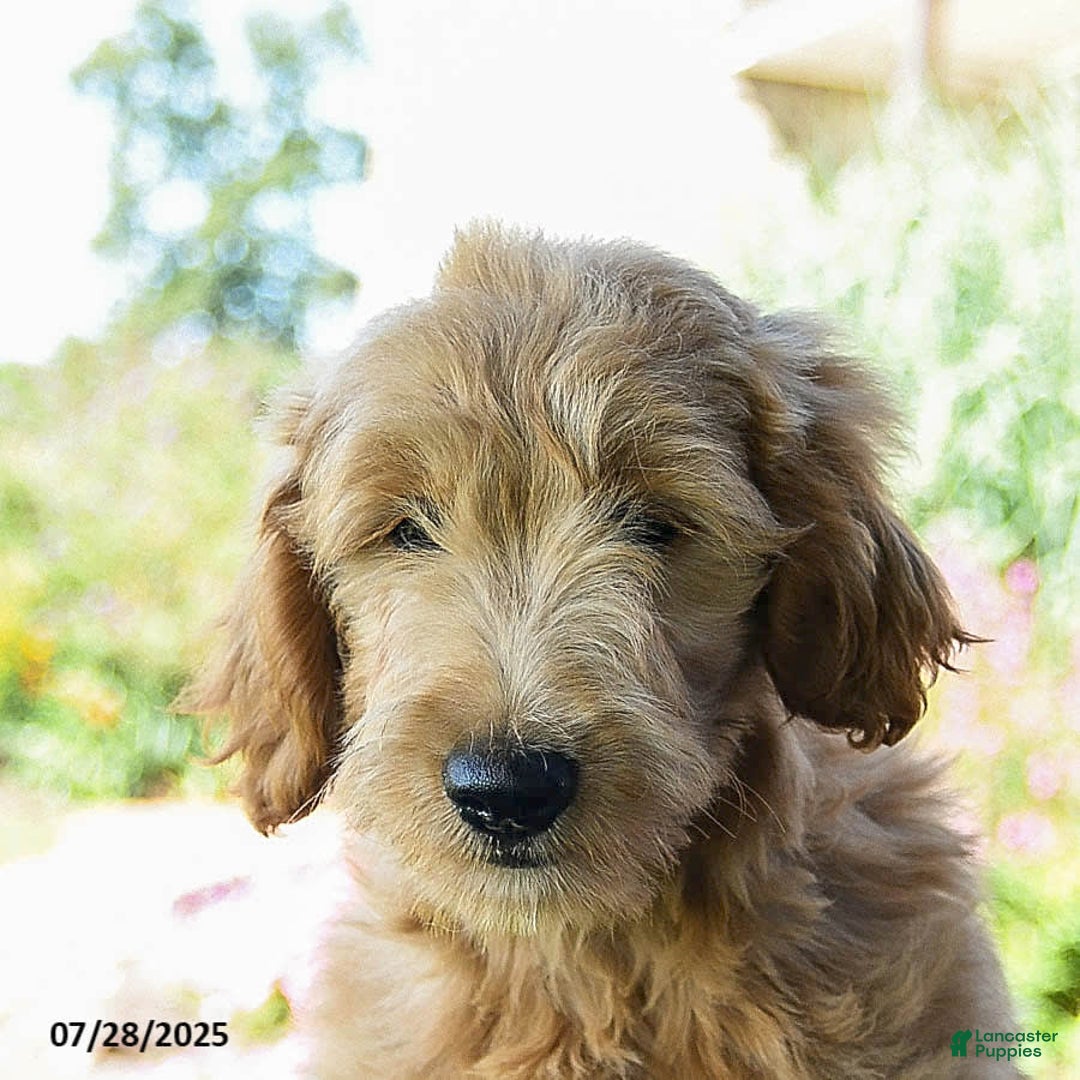 Goldendoodle dogs for sale: Patty - Image 3