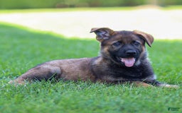 German Shepherd dogs for sale: Rolf - Image 11