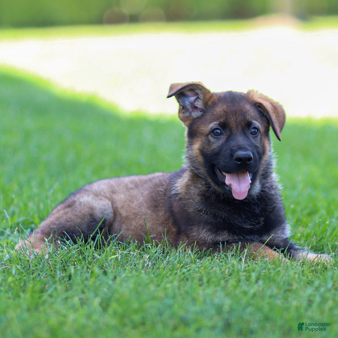 German Shepherd dogs for sale: Rolf - Image 11