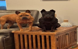 Shar Pei dogs for sale: Chongqin - Image 7