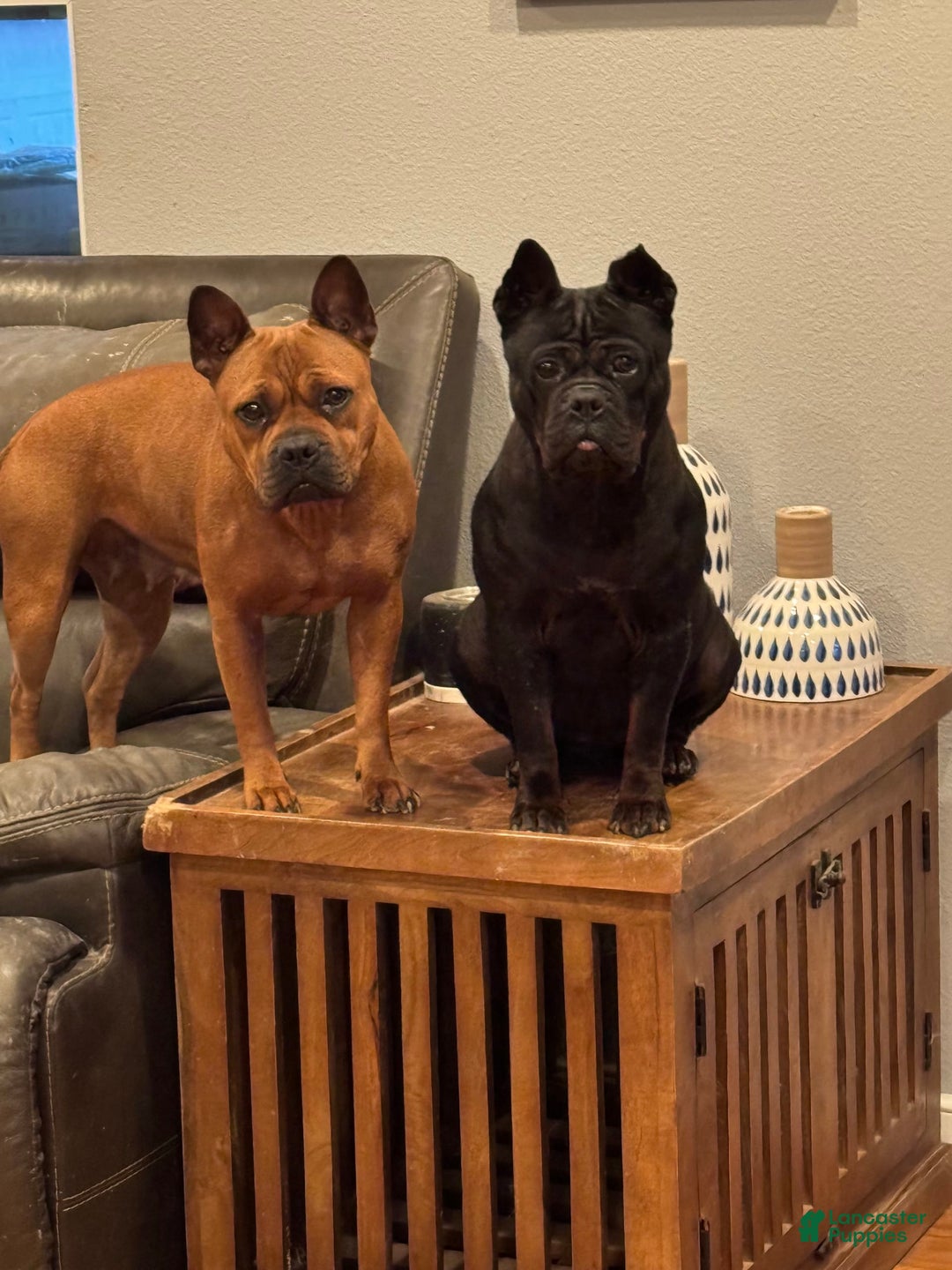 Shar Pei dogs for sale: Chongqin - Image 7
