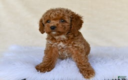 Cockapoo dogs for sale: Cockapoo 5 puppies - Image 16
