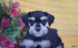 Miniature Schnauzer dogs for sale: Verna - Image 5
