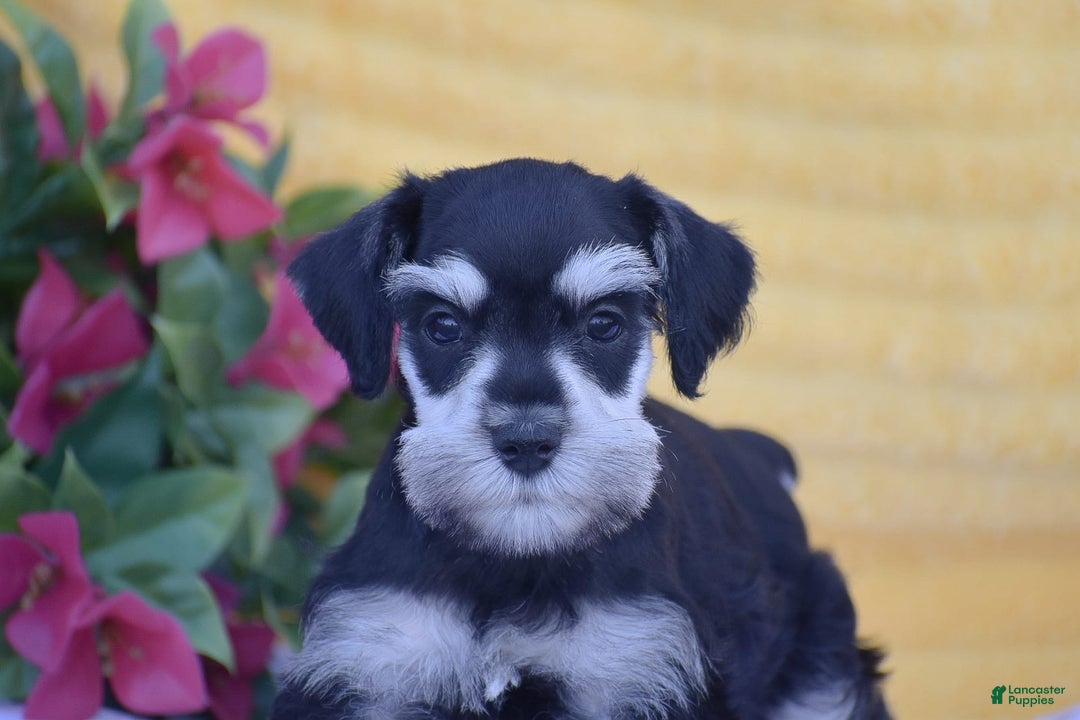 Miniature Schnauzer dogs for sale: Verna - Image 5