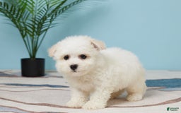 Bichon Frise dogs for sale: Marshall - Image 3