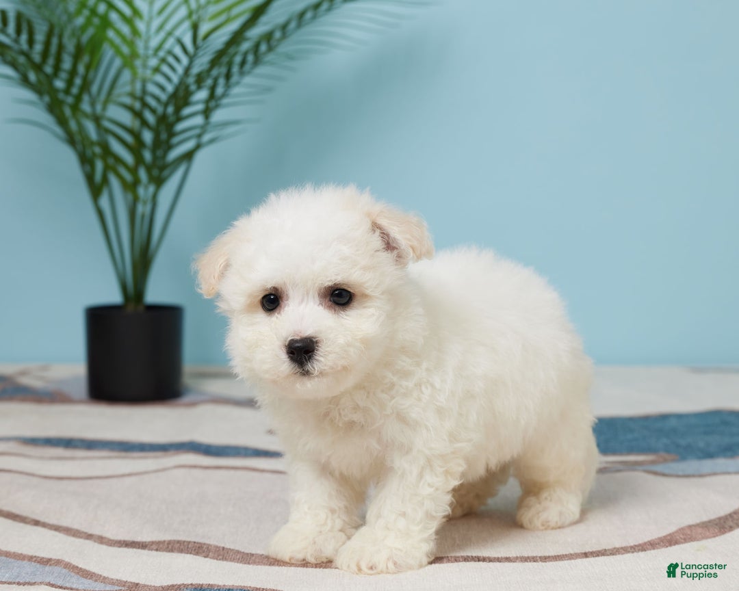 Bichon Frise dogs for sale: Marshall - Image 3