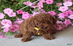 Toy Poodle dogs for sale: Tori - Image 2
