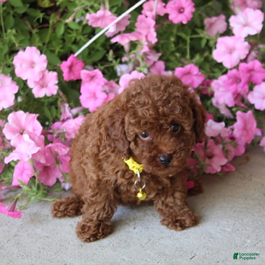 Toy Poodle dogs for sale: Tori - Image 2