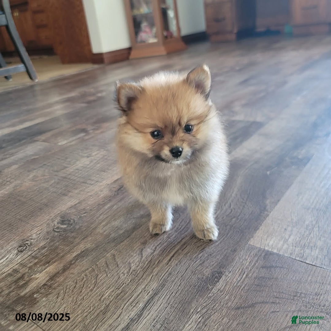 Pomeranian dogs for sale: Teddy - Image 1