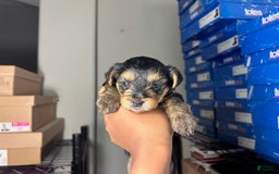 Yorkshire Terrier dogs for sale: Reign - Image 4