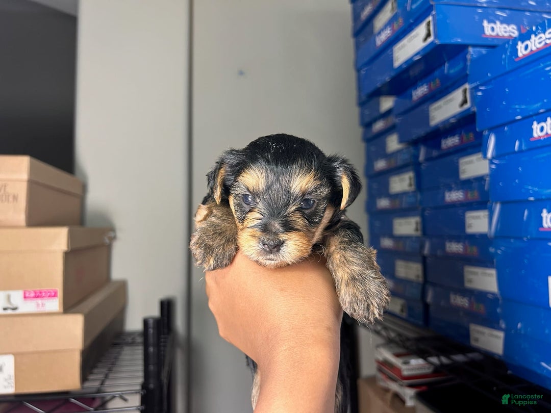 Yorkshire Terrier dogs for sale: Reign - Image 4