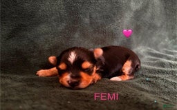 Yorkshire Terrier dogs for sale: Femi - Image 5