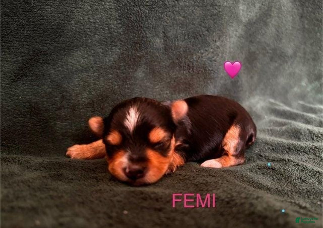 Yorkshire Terrier dogs for sale: Femi - Image 5