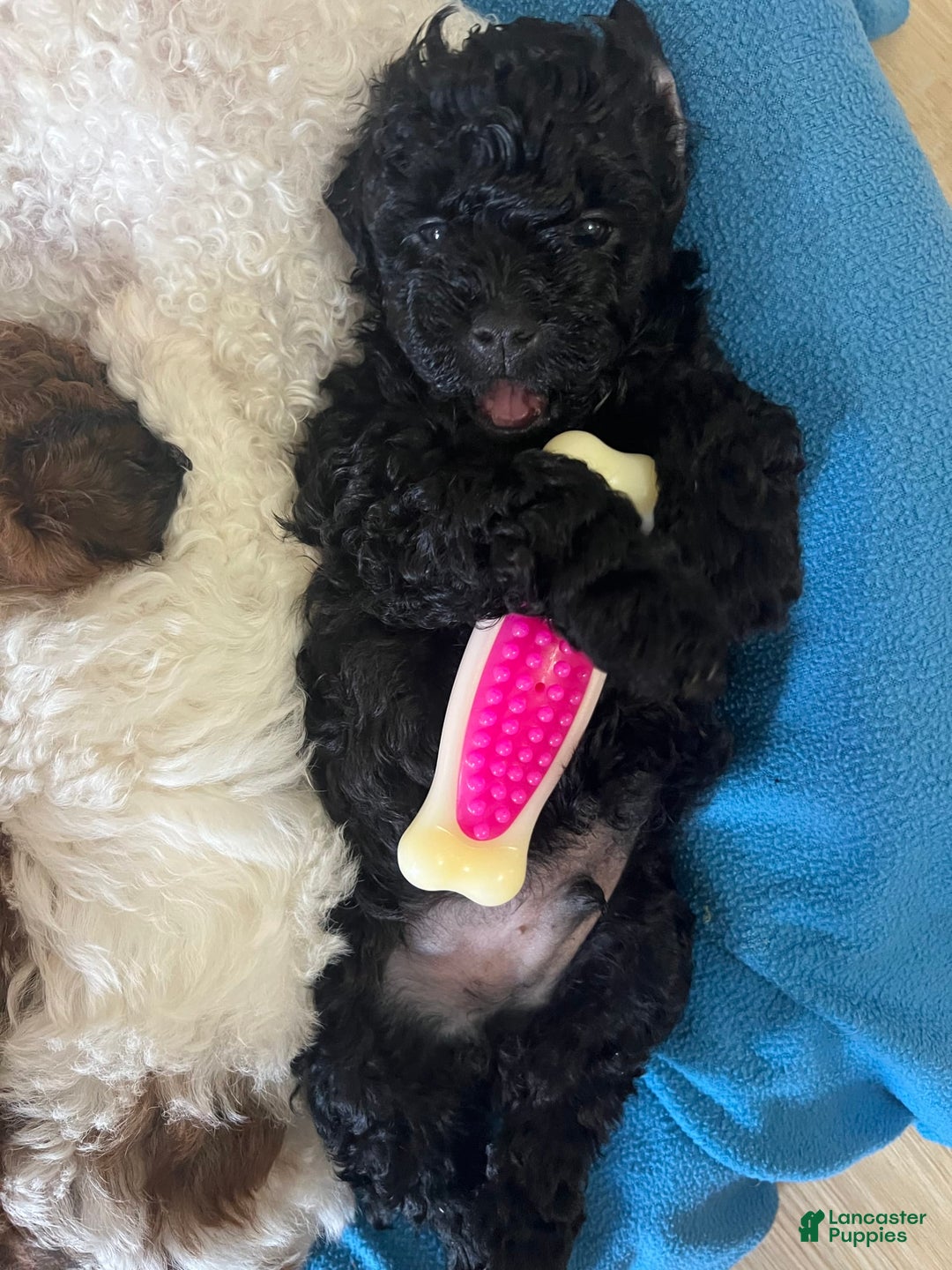 Miniature Poodle dogs for sale: Sonic - Image 18