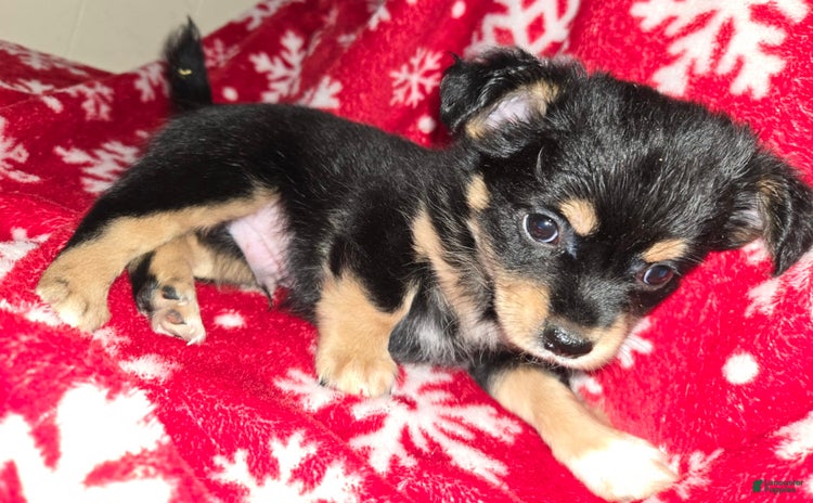 Chihuahua dogs for sale - Ad 2