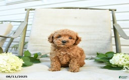 Mini Goldendoodle dogs for sale: Jared - Image 1