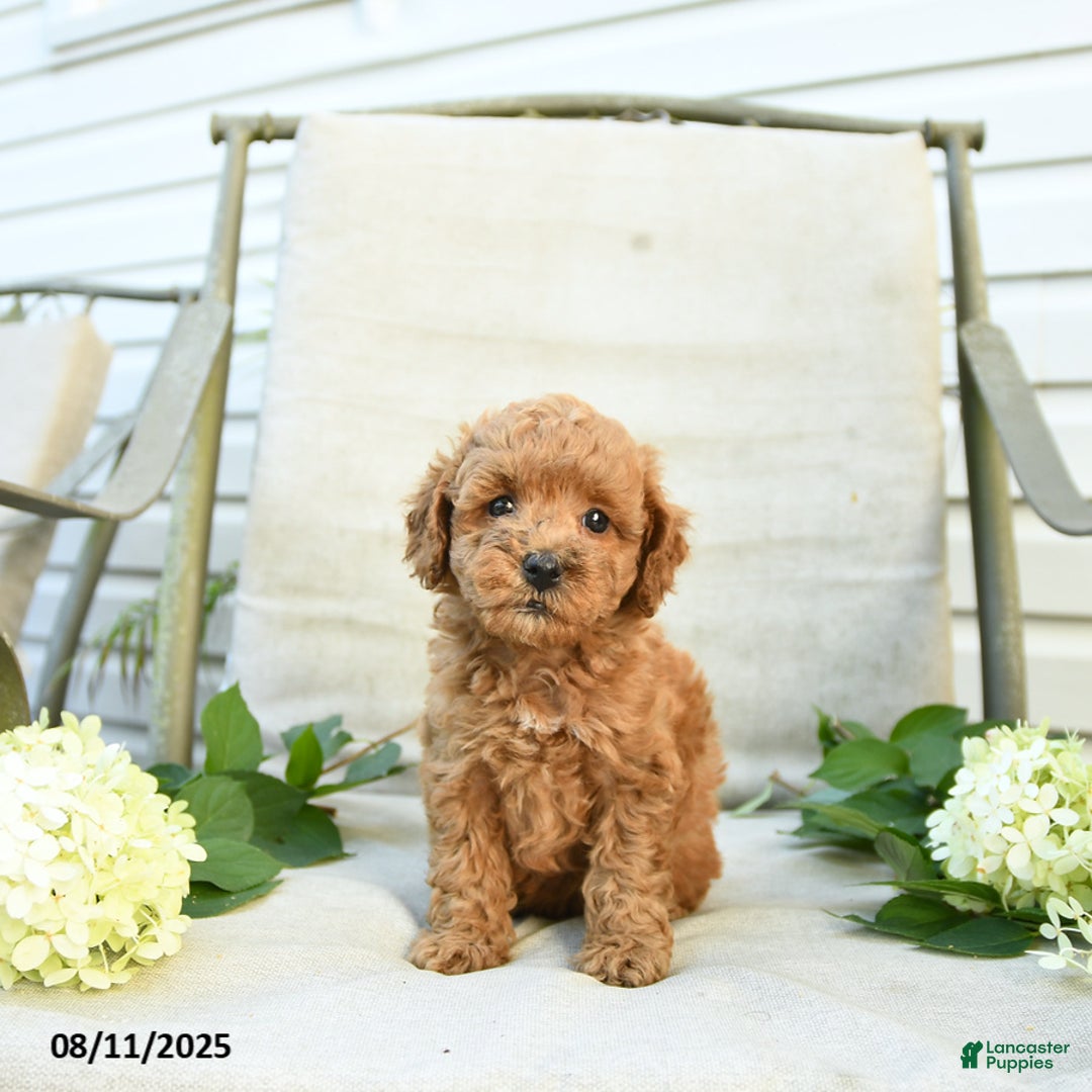 Mini Goldendoodle dogs for sale: Jared - Image 1