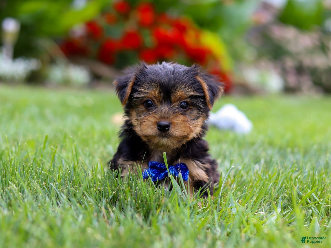 Yorkshire Terrier dogs for sale: Theodore - Image 5