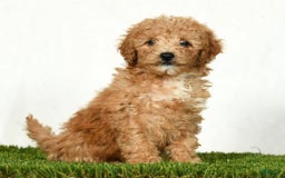 Mini Goldendoodle dogs for sale: Dolly - Image 8
