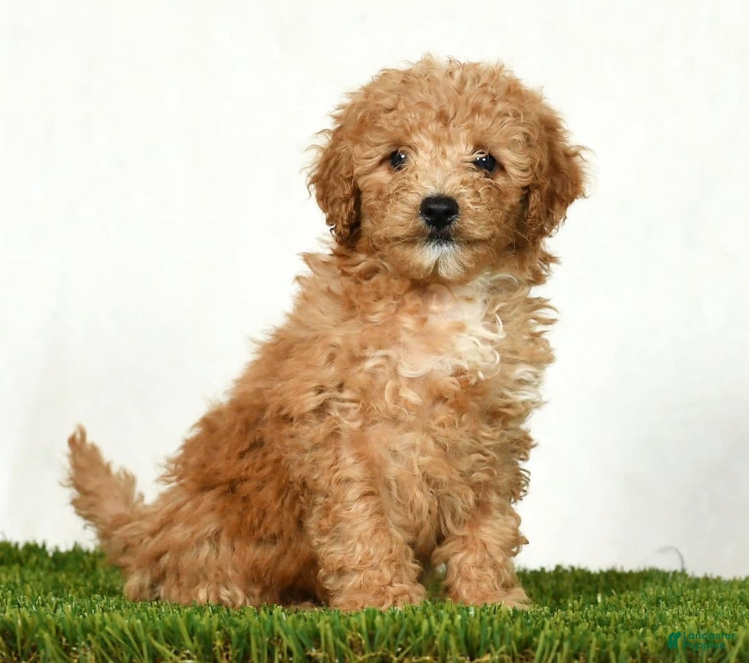 Mini Goldendoodle dogs for sale: Dolly - Image 8