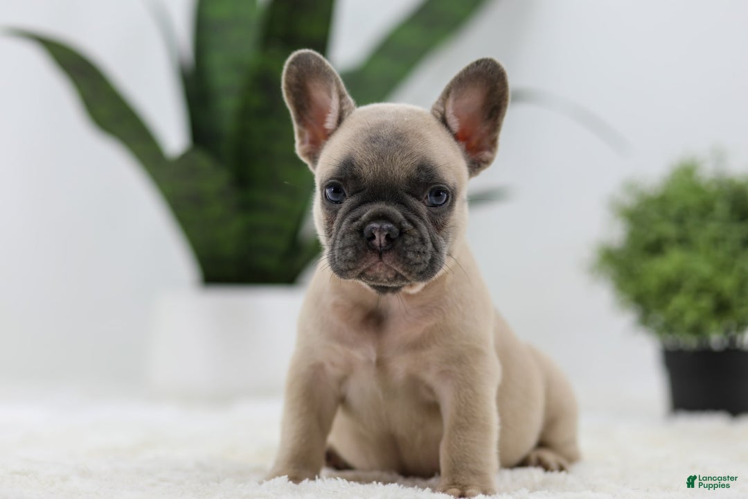 French Bulldog dogs for sale: French Bulldog 5 puppies - Image 19
