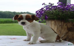 Jack Russell Terrier dogs for sale: Frisky - Image 1