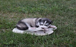 Alaskan Malamute dogs for sale: Misty - Image 1