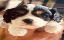 Cavalier King Charles Spaniel dogs for sale: Tri - Image 14