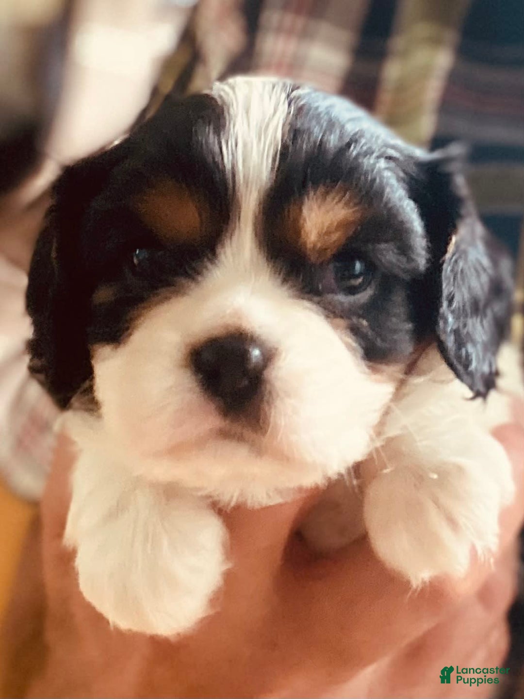 Cavalier King Charles Spaniel dogs for sale: Tri - Image 14
