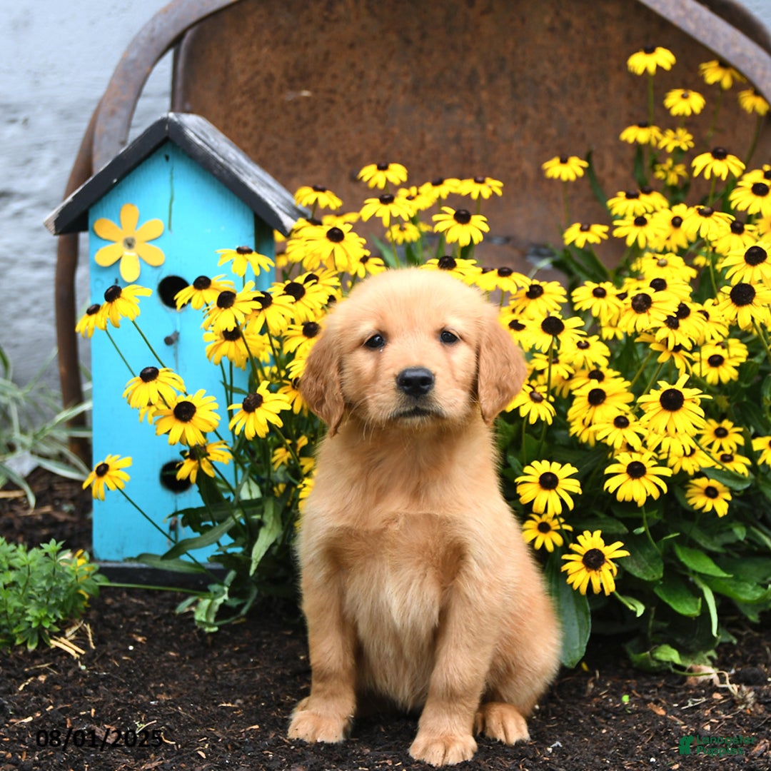 Golden Retriever dogs for sale: Fern - Image 5