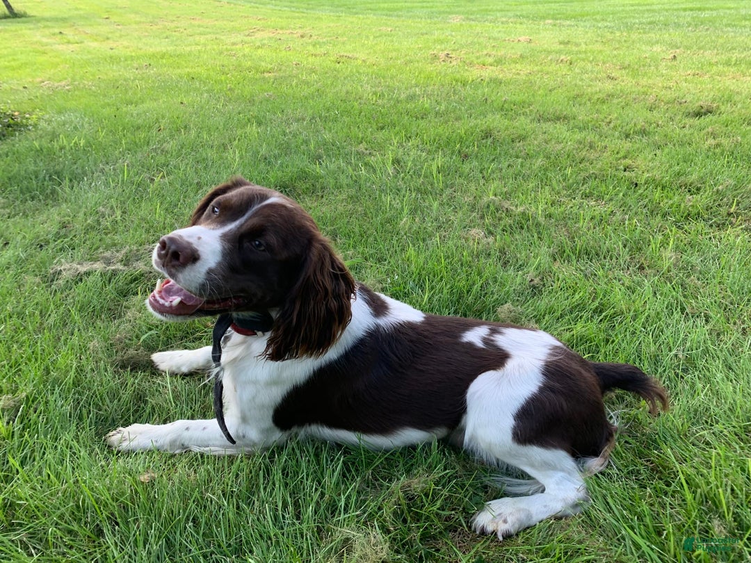 English Springer Spaniel dogs for sale: Sadie - Image 6
