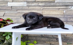 Labrador Retriever dogs for sale: Todd - Image 4
