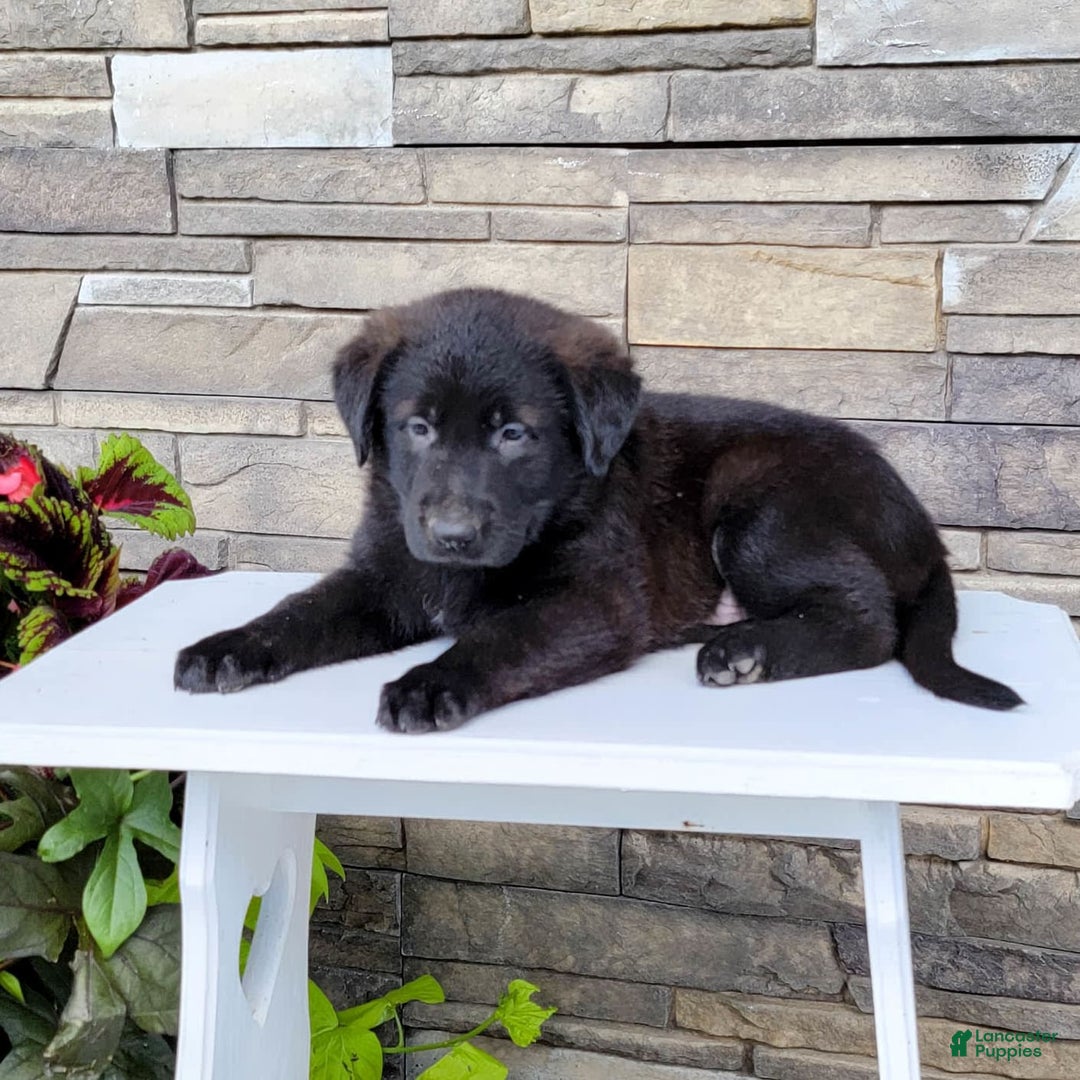 Labrador Retriever dogs for sale: Todd - Image 4