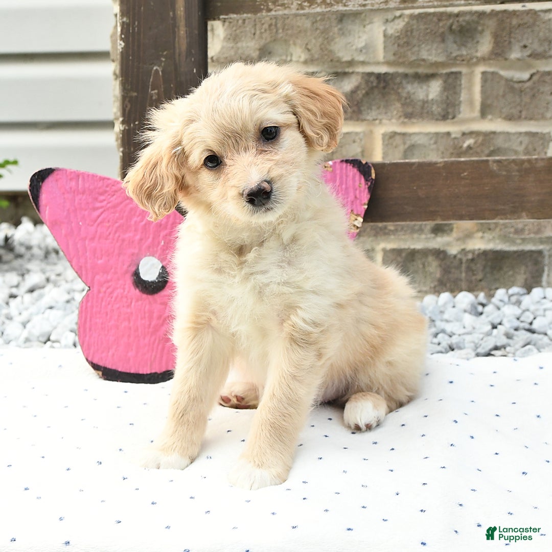 Pomeranian dogs for sale: Charlie - Image 2
