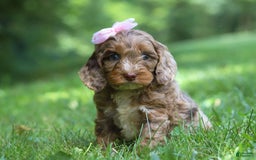 Cockapoo dogs for sale: Lila - Image 9