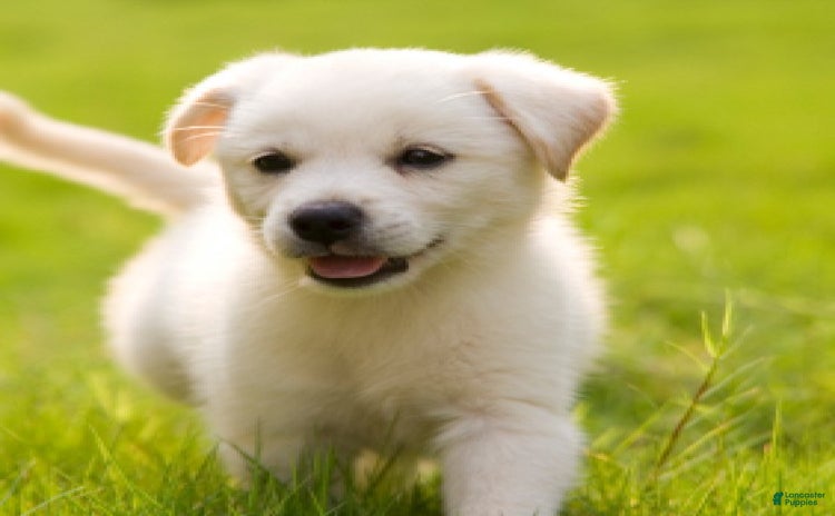Mixed Breed dogs for sale - Ad 1