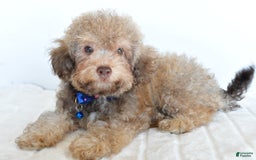Bichpoo dogs for sale: Rex - Image 2