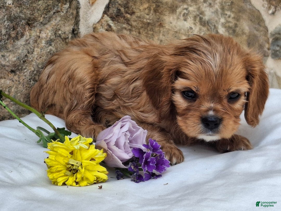 Cavalier King Charles Spaniel dogs for sale: Starlight - Image 2