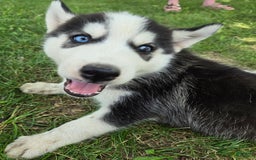 Siberian Husky dogs for sale: Thunder - Image 3