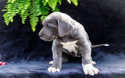 Great Dane dogs for sale: Molly - Image 25