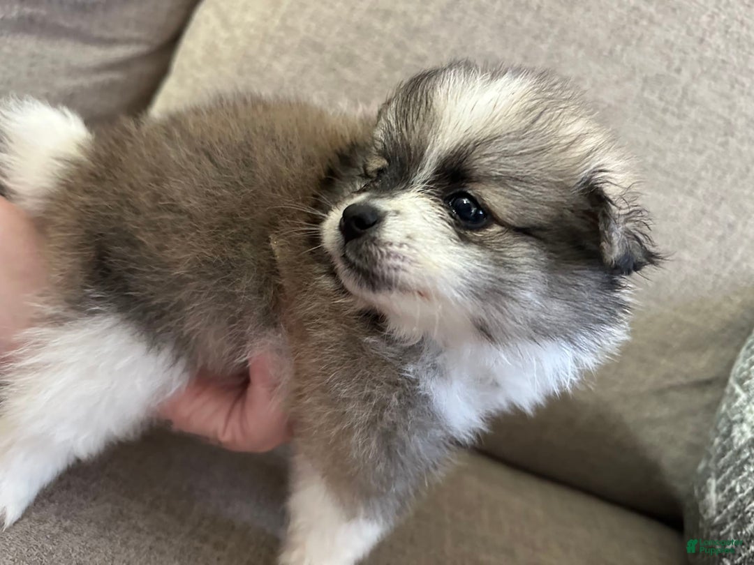 Pomeranian dogs for sale: Moochi - Image 5